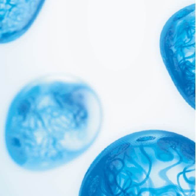 Aqua posae filiformis ingredient